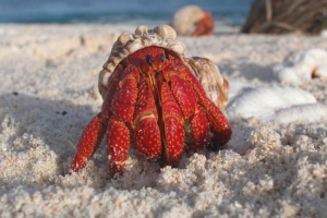 Ground crab hermit - краб, який може потонути у воді Ground crab hermit - краб, який може потонути у воді